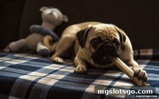 mg电子捕鱼游戏装备搭配全攻略：从炮台到道具的制胜组合
