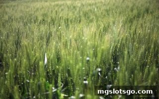 mg电子11选5充值福利全攻略：免实名认证轻松领赠金