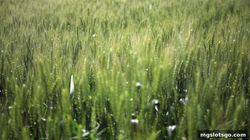 mg电子11选5充值福利全攻略：免实名认证轻松领赠金