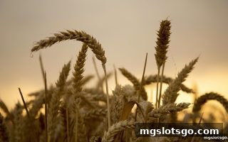 mg电子平台新用户首存奖励领取全攻略与最低充值门槛解析