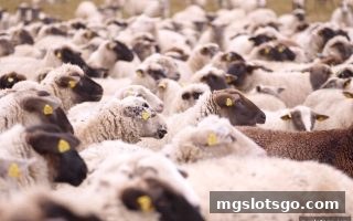 mg电子揭秘：广东麻将与足球赛事结果查询的合规玩法